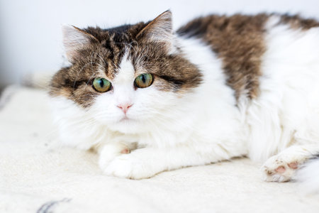 An adorable cat with playful eyes is resting on a soft blanket, radiating warmth and comfort in the...