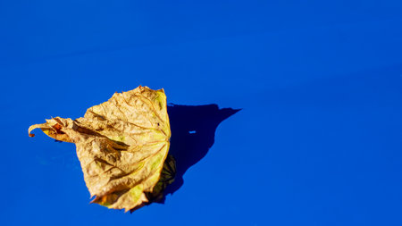 A vibrant yellow leaf is resting gently on a bright blue surface, creating a striking visual...