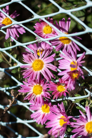 A lovely display of flowers featuring bright yellow centers can be observed growing just behind a white mesh fence surrounding themの写真素材