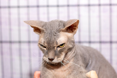 A hairless cat is currently sitting calmly inside a cage and intently looking directly at the camera with curiosity and interestの写真素材