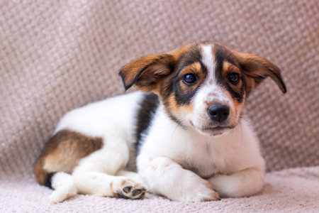 A charming little puppy is lying peacefully on a cozy and inviting surface, showcasing its playful and innocent natureの写真素材