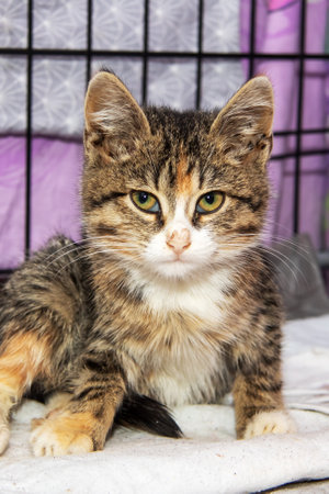 A cute kitten is peacefully resting on a soft blanket, gazing directly at the camera with curiosityの写真素材