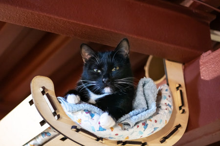 A serene black cat is lounging comfortably and peacefully in a cozy hammock setup that promotes relaxationの写真素材