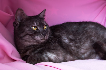 Gray cat with yellow eyes lying on pink background close upの写真素材