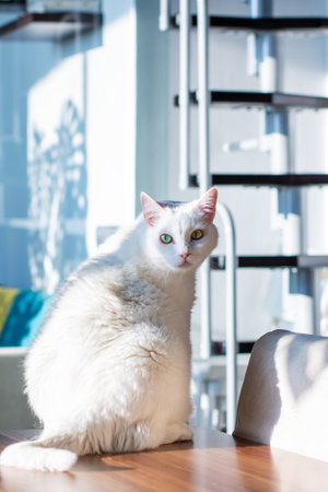A fluffy white cat is comfortably sitting on a wooden table situated right in front of a beautifully designed spiral staircaseの写真素材