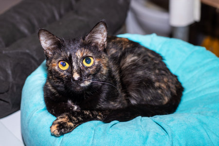 A sleek black cat with striking yellow eyes is comfortably laying on a soft blue pillow, enjoying its cozy surroundings and peacefulnessの写真素材
