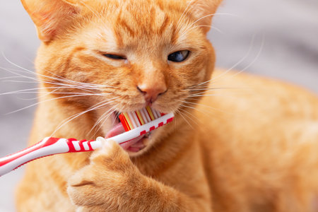 An amusing and playful orange cat is humorously brushing its teeth using a colorful toothbrush designed for petsの写真素材