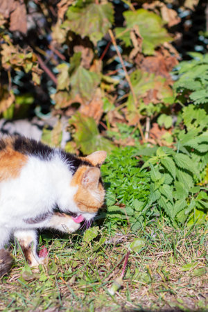 A beautiful calico cat, with its vibrant patches of color, is peacefully laying in the lush green grass on a sunny dayの写真素材