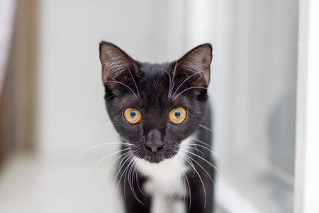 This adorable black and white kitten with stunning golden eyes is the ideal companion for pet lovers