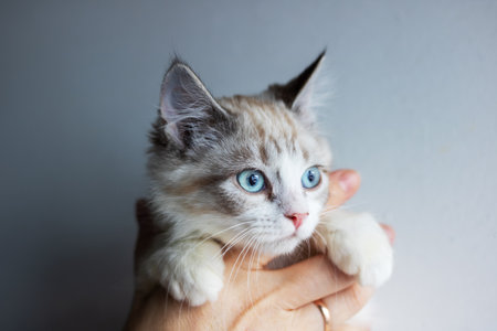 A person is gently holding a tiny, adorable kitten that has striking blue eyes in the palm of their hand, showing its cutenessの写真素材