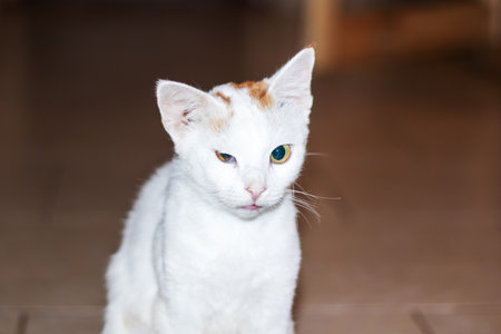 A stunning white cat, characterized by its unique two different colored eyes, gazes intently at the camera, drawing attention with its beautyの写真素材