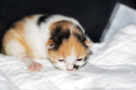 A beautiful calico kitten is peacefully sleeping on a soft, fluffy white blanket, enjoying its cozy and restful environmentの写真素材