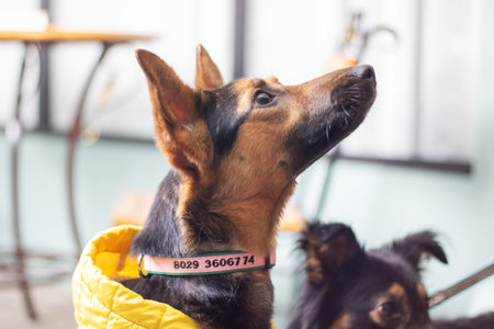 a brown and black dog wearing a yellow jacket close upの写真素材