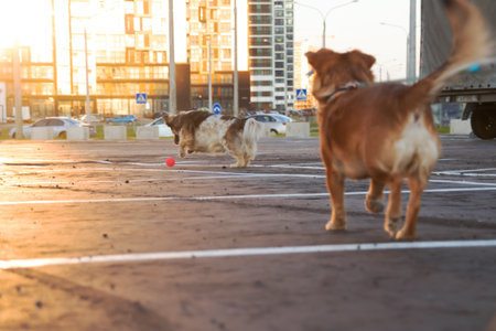 In a busy parking lot, two lively dogs are joyfully playing together with a bright red ball, having...
