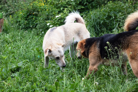 Two lively dogs are standing together in the green grass, earnestly looking for something that has caught their attention and curiosityの写真素材