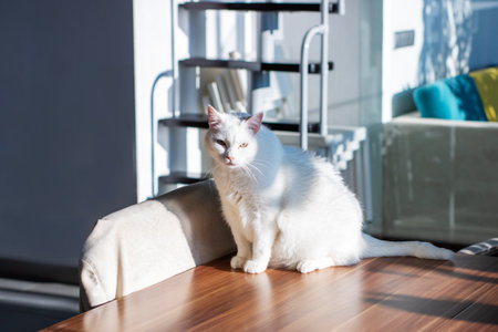 A fluffy white cat is comfortably sitting on a wooden table situated right in front of a beautifully...