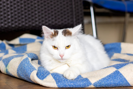 A fluffy white cat is comfortably laying on a cozy blue and white patterned blanket, enjoying its peaceful moment of relaxationの写真素材