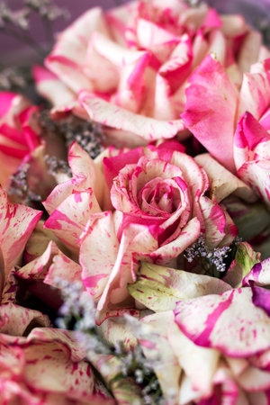 This image showcases a stunning closeup view of a beautifully arranged bouquet featuring delicate pink and pristine white rosesの写真素材