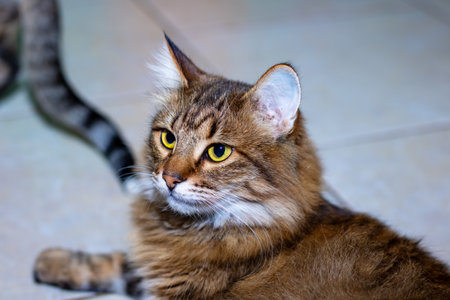 Playful gray shaggy cat at home close up
