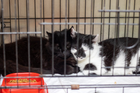 There is a black and white cat sitting inside a cage next to a bowl filled with food.