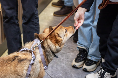 An individual is feeding a dog that is on a leash, indicating a careful and responsible approach to...