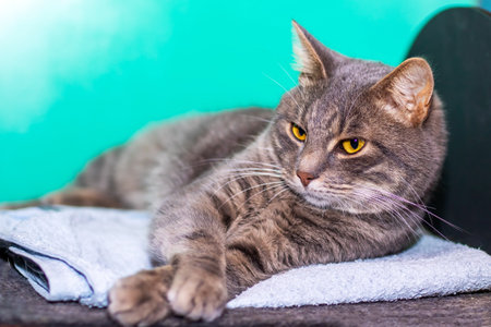 A delightful cat is comfortably laying on a cozy towel and curiously looking at the camera,...