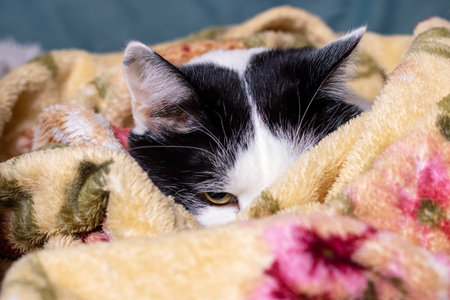 A domestic black and white cat is comfortably laying under a soft blanket, creating a cozy and warm...