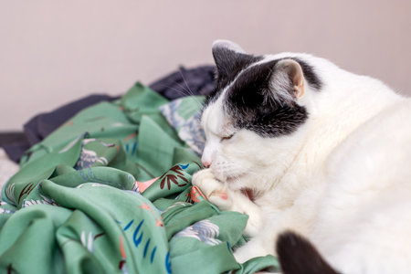 A black and white cat is comfortably laying on a soft green blanket, looking relaxed and at ease in...