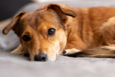 A brown dog is comfortably laying on a soft bed while curiously looking directly at the camera with its charming eyesの写真素材
