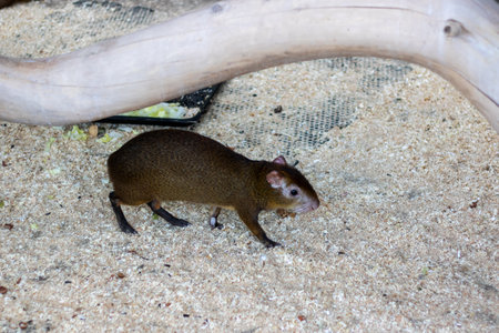 A small, brown animal is currently walking leisurely across a sandy surface, searching for food and exploring its surroundingsの写真素材