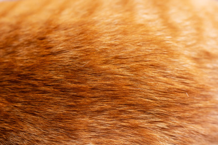 A detailed closeup view of a cats fur beautifully highlights the intricate texture of its soft, warm furの写真素材