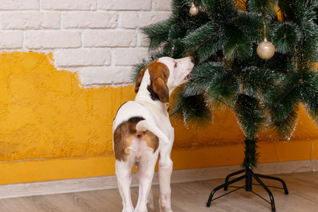 A cute brown and white dog is standing proudly in front of a beautifully decorated Christmas tree,...