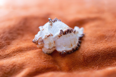 A sea shell is resting on top of a pile of fine sand