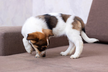 A charming little puppy is lying peacefully on a cozy and inviting surface, showcasing its playful...