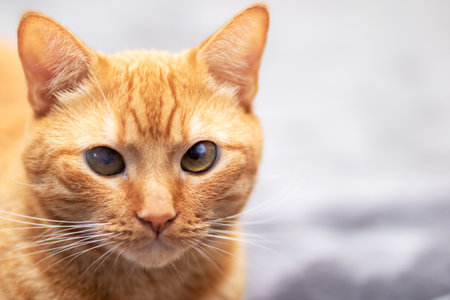A domestic cat is comfortably laying on a soft blanket while gazing curiously up at the camera, really enjoying the photo momentの写真素材