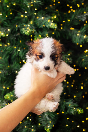 A person is gently holding a small, adorable puppy in front of a beautifully decorated Christmas tree filled with lights and ornamentsの写真素材