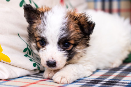 A small brown and white puppy is comfortably laying on a cozy plaid blanket, enjoying its rest and...