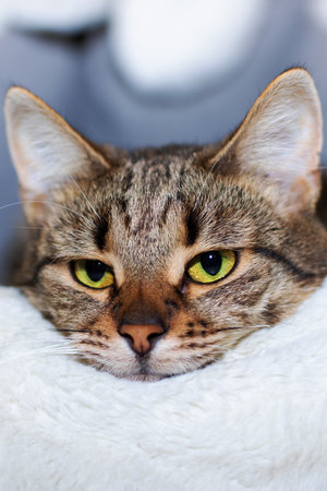 A beautiful cat with striking green eyes is comfortably laying on a soft white blanket, enjoying a...