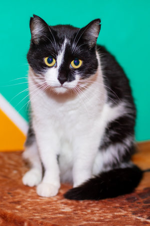 A black and white cat that has striking yellow eyes is comfortably sitting on a soft, cozy blanket,...