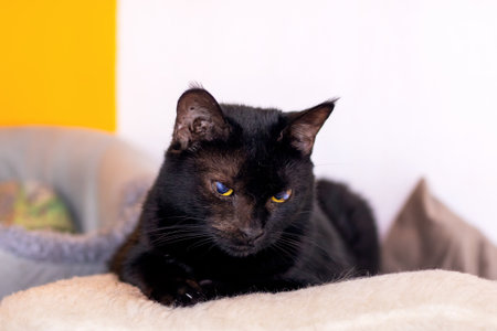 A beautiful black cat with striking yellow eyes is comfortably laying on a cozy blanket, enjoying a...