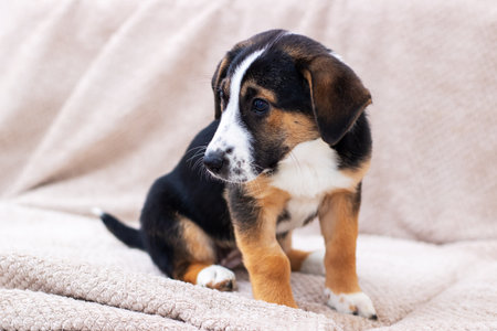 A lovely brown and white puppy is comfortably sitting on a cozy couch, looking around curiously,...