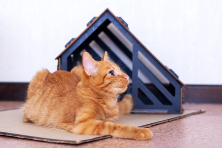 A vibrant orange cat is comfortably laying on top of a cardboard box, enjoying its cozy spot and...