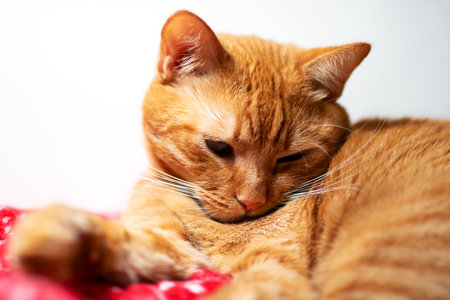 An orange cat is comfortably laying on a vibrant red blanket, enjoying its cozy space while basking...