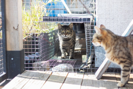 Two cats are standing side by side next to each other on a wooden deck