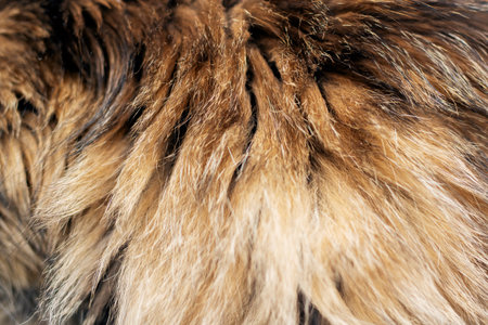 A closeup view of the cats fur reveals the intricate texture and detail of the fur, showing its softness and natural beautyの写真素材