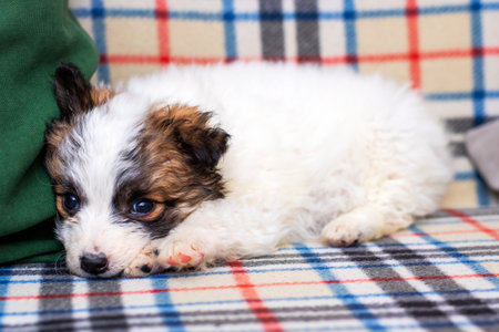 A small brown and white puppy is comfortably laying on a cozy plaid blanket, enjoying its rest and creating a heartwarming sceneの写真素材