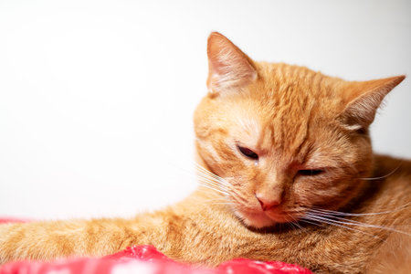 An orange cat is comfortably laying on a vibrant red blanket, enjoying its cozy space while basking in the warmth and softness of the fabricの写真素材