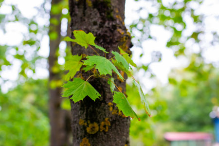 A detailed closeup photograph showing a vibrant tree with lush green leaves flourishing and growing out from its branchesの写真素材