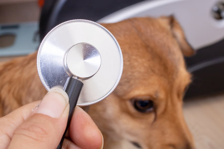 A person is holding a stethoscope in front of a friendly brown dog, carefully examining the animals health and wellbeingの写真素材