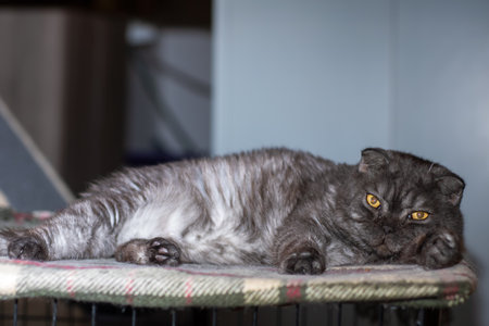 A sleek black cat with striking yellow eyes is comfortably laying in a cage that provides it with a safe space and a cozy environmentの写真素材